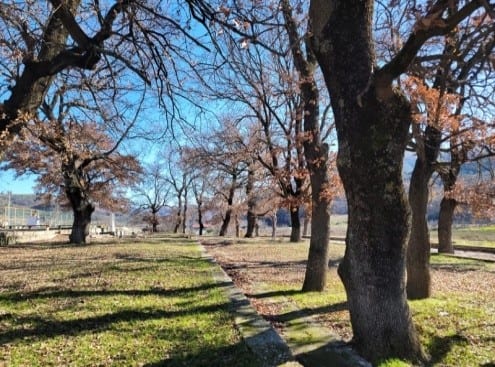 The Oaks of Kalenjë — Lista e Kalenjes