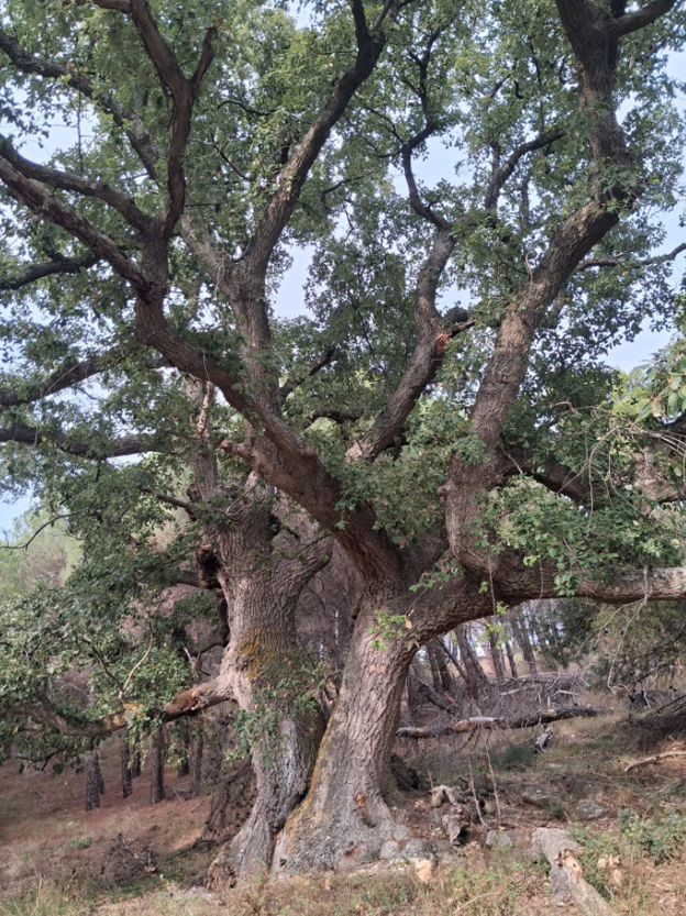 The Vakëf Oak